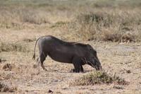 Warzenschwein &ndash; &copy; Vicky Kern (Eberhardt TRAVEL)