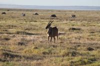 Elandantilope &ndash; &copy; Vicky Kern (Eberhardt TRAVEL)
