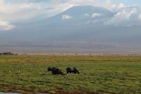 Amboseli Nationalpark &ndash; &copy; Vicky Kern (Eberhardt TRAVEL)