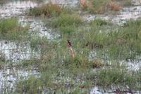 Kingfisher &ndash; &copy; Vicky Kern (Eberhardt TRAVEL)