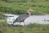 Goliath Reiher &ndash; &copy; Vicky Kern (Eberhardt TRAVEL)