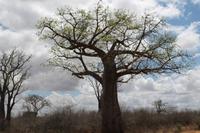 Baobab &ndash; &copy; Vicky Kern (Eberhardt TRAVEL)