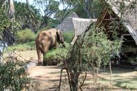 Elefant im Galdessa Camp &ndash; &copy; Vicky Kern (Eberhardt TRAVEL)