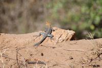 Agama &ndash; &copy; Vicky Kern (Eberhardt TRAVEL)