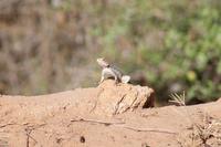 Agama &ndash; &copy; Vicky Kern (Eberhardt TRAVEL)