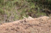 Agama &ndash; &copy; Vicky Kern (Eberhardt TRAVEL)
