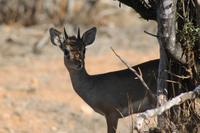 Dik Dik &ndash; &copy; Vicky Kern (Eberhardt TRAVEL)