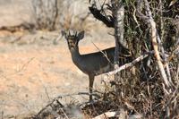 Dik Dik &ndash; &copy; Vicky Kern (Eberhardt TRAVEL)