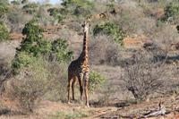 Masai Giraffe &ndash; &copy; Vicky Kern (Eberhardt TRAVEL)