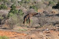 Masai Giraffe &ndash; &copy; Vicky Kern (Eberhardt TRAVEL)
