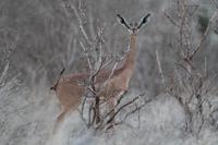 Giraffenhalsantilope &ndash; &copy; Vicky Kern (Eberhardt TRAVEL)