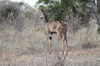 Kudu &ndash; &copy; Vicky Kern (Eberhardt TRAVEL)