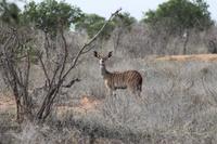 Kudu &ndash; &copy; Vicky Kern (Eberhardt TRAVEL)