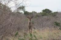 Kudu &ndash; &copy; Vicky Kern (Eberhardt TRAVEL)