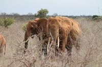 Tsavo Ost Nationalpark &ndash; &copy; Vicky Kern (Eberhardt TRAVEL)
