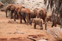 Tsavo Ost Nationalpark &ndash; &copy; Vicky Kern (Eberhardt TRAVEL)