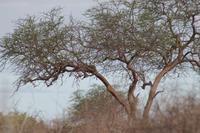 Leopard im Baum &ndash; &copy; Vicky Kern (Eberhardt TRAVEL)