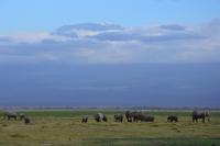 Amboseli Kilimandscharo