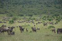 Masai mara gnus &ndash; &copy; Hubert Lücker (Eberhardt TRAVEL)