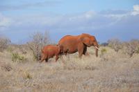 Tsavo ost rote elefanten 1 &ndash; &copy; Hubert Lücker (Eberhardt TRAVEL)