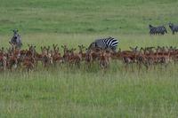Masai Mara Impalas &ndash; &copy; Hubert Lücker (Eberhardt TRAVEL)