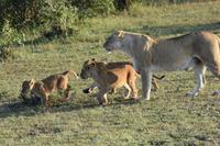 Masai Mara Löwen