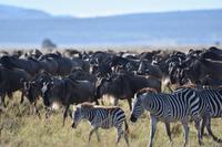 Masai mara Gnus (2) &ndash; &copy; Hubert Lücker (Eberhardt TRAVEL)