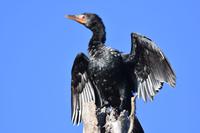 Naivasha Zwergkormoran &ndash; &copy; Hubert Lücker (Eberhardt TRAVEL)