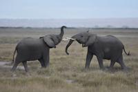 Amboseli jungbullen