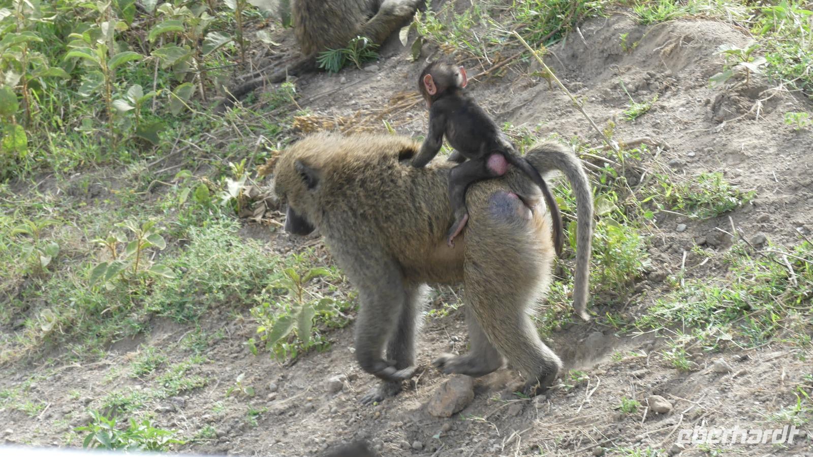 Lake Nakuru Nationalpark &ndash; &copy; Frank Nimschowski (Eberhardt TRAVEL)