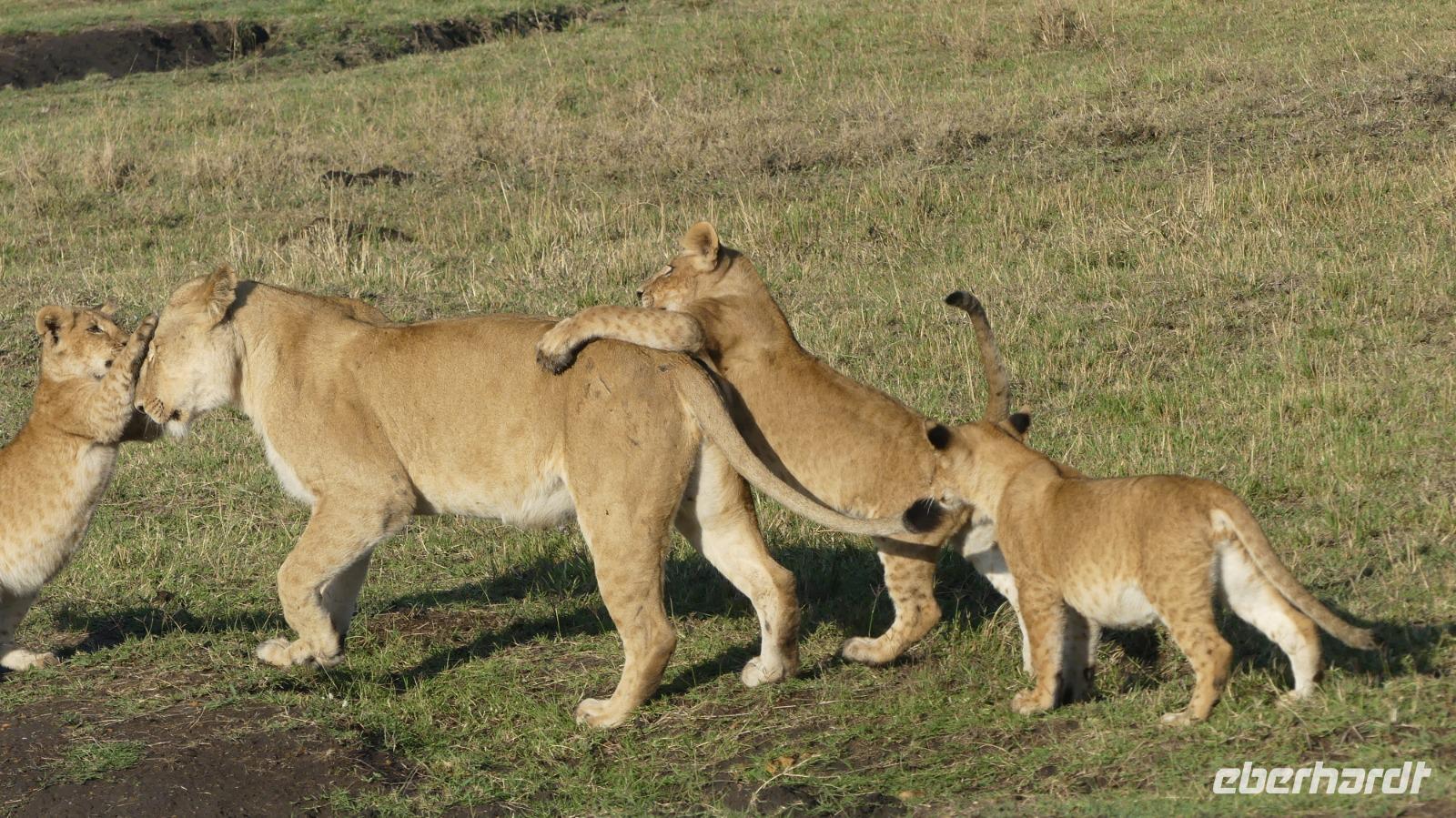 Löwenfamilie &ndash; &copy; Frank Nimschowski (Eberhardt TRAVEL)