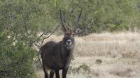 Solio Reservat Defassa-Wasserbock &ndash; &copy; Frank Nimschowski (Eberhardt TRAVEL)
