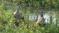 Solio Reservat Nilgänse &ndash; &copy; Frank Nimschowski (Eberhardt TRAVEL)