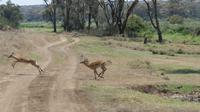 Solio Reservat  &ndash; &copy; Frank Nimschowski (Eberhardt TRAVEL)