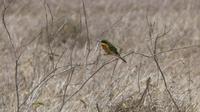 Solio Reservat Bienenfresser &ndash; &copy; Frank Nimschowski (Eberhardt TRAVEL)