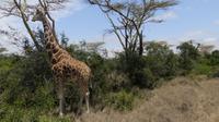 Solio Reservat  &ndash; &copy; Frank Nimschowski (Eberhardt TRAVEL)