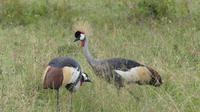 Lake Nakuru Kronenkranich &ndash; &copy; Frank Nimschowski (Eberhardt TRAVEL)