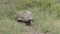 Leopardenschildkröte &ndash; &copy; Frank Nimschowski (Eberhardt TRAVEL)