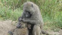 Lake Nakuru Nationalpark &ndash; &copy; Frank Nimschowski (Eberhardt TRAVEL)
