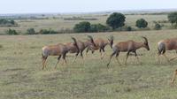 Topis in der Masai Mara &ndash; &copy; Frank Nimschowski (Eberhardt TRAVEL)