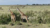 MasseiGiraffen &ndash; &copy; Frank Nimschowski (Eberhardt TRAVEL)