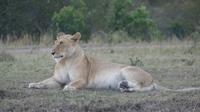 Masai Mara &ndash; &copy; Frank Nimschowski (Eberhardt TRAVEL)