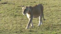 Masai Mara &ndash; &copy; Frank Nimschowski (Eberhardt TRAVEL)