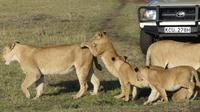 Löwenfamilie &ndash; &copy; Frank Nimschowski (Eberhardt TRAVEL)