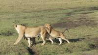 Löwenfamilie &ndash; &copy; Frank Nimschowski (Eberhardt TRAVEL)