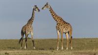 Massei-Giraffen &ndash; &copy; Frank Nimschowski (Eberhardt TRAVEL)