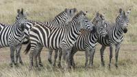 Masai Mara &ndash; &copy; Frank Nimschowski (Eberhardt TRAVEL)