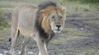 Masai Mara &ndash; &copy; Frank Nimschowski (Eberhardt TRAVEL)