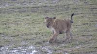 Masai Mara &ndash; &copy; Frank Nimschowski (Eberhardt TRAVEL)