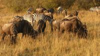 Masai Mara &ndash; &copy; Frank Nimschowski (Eberhardt TRAVEL)